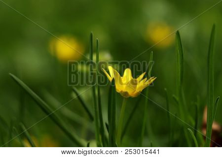 A View On Ficaria Verna Or Ranunculus Ficaria From Site For Better View On Around Are. Beautiful Gre