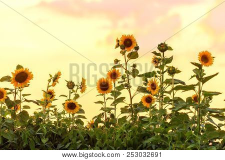 Sunflowers On The Background Of A Pleasant Sunset