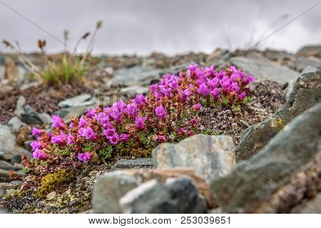 Beautiful Delicate Pink Flowers Of Saxifrage (saxifraga Oppositifolia) Growing On Stones High In The