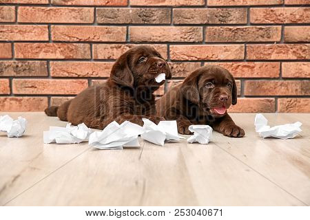Mischievous Chocolate Labrador Retriever Puppies And Torn Paper Near Wall Indoors