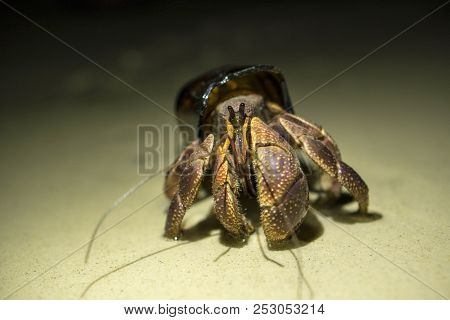 Big Hermit Crab Paguroidea Or Soldier-crab Found New Home In The Broken Glass Bottle. Ecology Issues