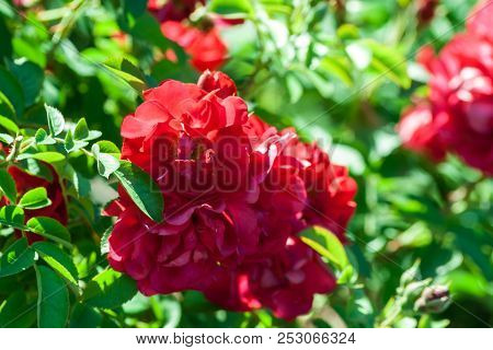 Rose Hansaland  Large Green Bush With Red Roses In Bloom, The Sun Illuminates The Plant, Grows In Th