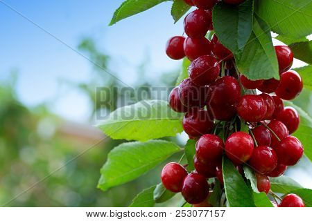 Makro Aufnahme Auf Red Cherries In Summer Garden.