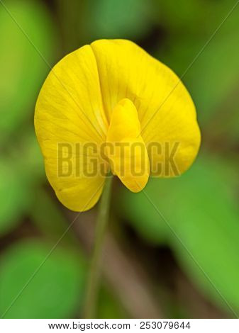 Macro Photography Of Pinto Peanut Or Arachis Pintoi Isolated On Nature Background