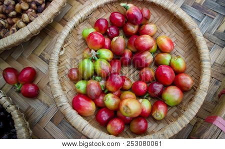 Kopi Luwak Or Civet Coffee, Coffee Beans Excreted By The Civet.
