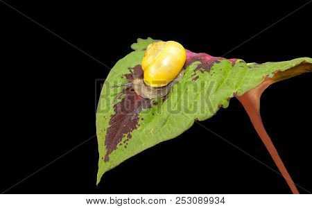Yellow Forest Snail, Cepaea Nemoralis Crawling On The Leaf Of A Plant