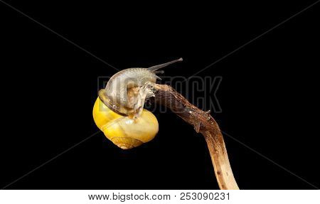 Yellow Forest Snail, Cepaea Nemoralis Sits On The Branch