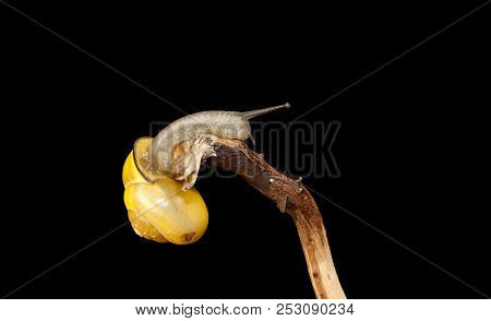 Yellow Forest Snail, Cepaea Nemoralis Sits On The Branch