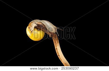 Yellow Forest Snail, Cepaea Nemoralis Sits On The Branch