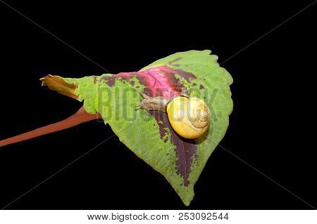 Yellow Forest Snail, Cepaea Nemoralis Crawling On The Leaf Of A Plant