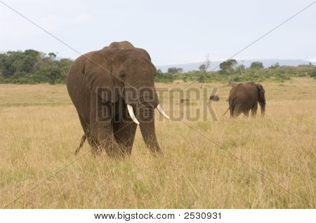 En afrikansk elefant