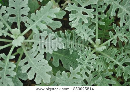 Closeup Green Small Plant In Northern Agriculture Farm Of Thailand Give Soothing Feeling