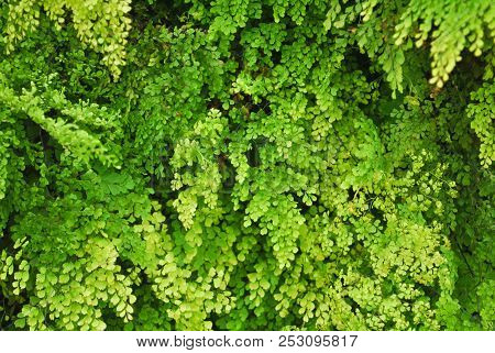Closeup Green Small Plant In Northern Agriculture Farm Of Thailand Give Soothing Feeling