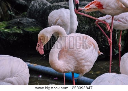 The Portrait Photo Of Light Pink Flamingo In The Zoo In A Typical Pose