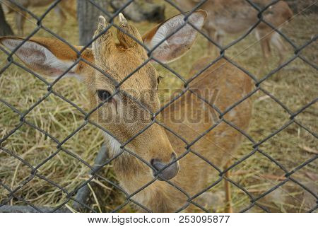 Little Cute Deer Staring Camera Through Wire Mesh Cage In The Zoo