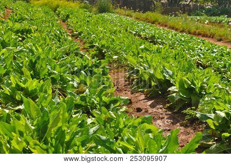 Field Of Organic Fresh Vegetable Ready To Harvest In Morning Time