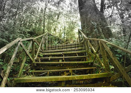 Old Wooden Ladder Leading To Deeper Forest