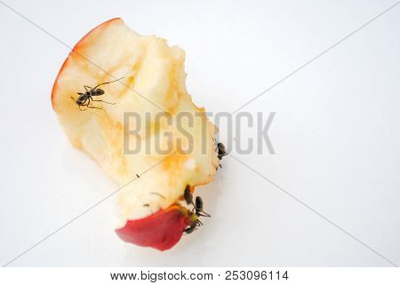 Big Black Ants Eating Rotten Apple On White Background