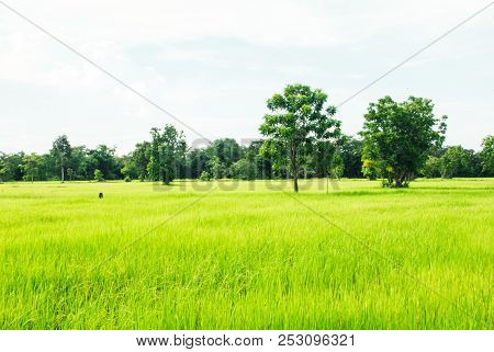 Soothing Green Rice Field With Trees And Bright Sky In Background