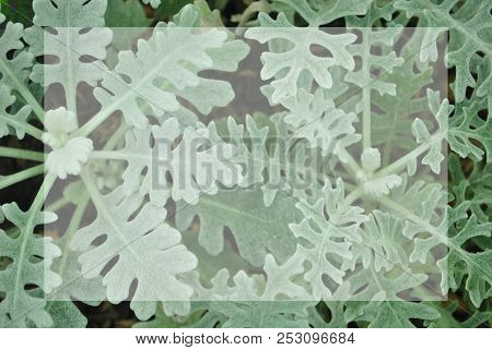Closeup Green Small Plant In Northern Agriculture Farm Of Thailand Give Soothing Feeling