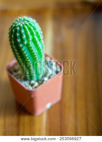 A Green Typical Cactus With Plastic Pot Is Placed On Wooden Coffee Table Alone, It Was Focused In Th