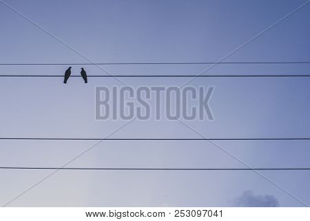 Two Birds Perching On Wire With Sky Background In Blue Tone, Presenting Couple Love