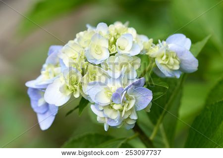 Closeup Of Green Hydrangea (hydrangea Macrophylla) Are Blooming In Spring And Summer At A Town Garde