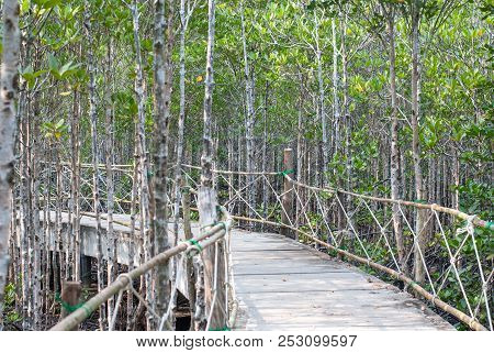 The Atmosphere In Mangrove Forest When Mud Is So Black After Raining With Wooden Plus Concrete Walk 