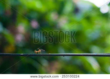 Little Red Ant Stop Walking On The Wire Line Sensing Something By Its Antenna With Blurred Backgroun