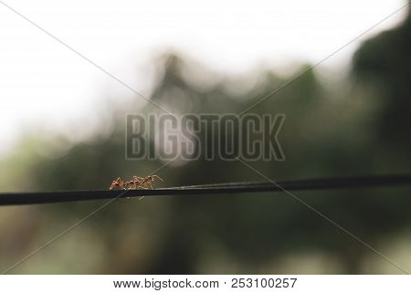 Two Tiny Red Ants Walking Together Along Wire Line With Blurred Background, Photo Is In Brown Tone, 