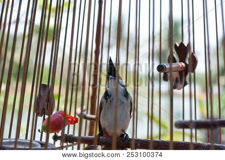 A Red-whiskered Bulbul Bird Raised In Wood Cage, Looking Up For Something, Front Of Him Has Red Eate