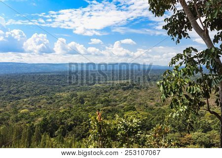 Rainforest In The Heart Of The Savannah. Kakamega Forest. Kenya, East Africa