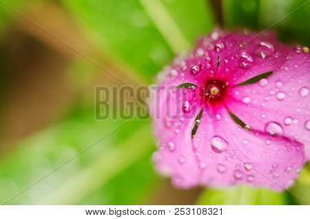 Purple Flower With Drops On The Grass Background