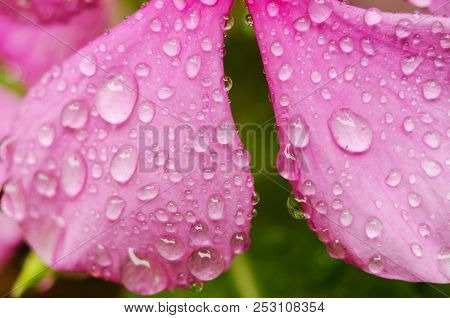 Purple Flower With Drops On The Grass Background