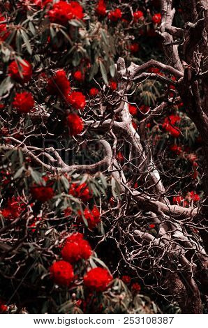 Branches Against The Background Of Blurred Red Flowers In The Forest
