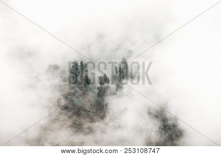 Trees In The Clouds Around The Free Space