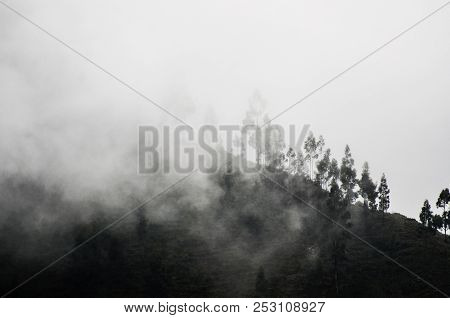 Trees In The Clouds Around The Free Space