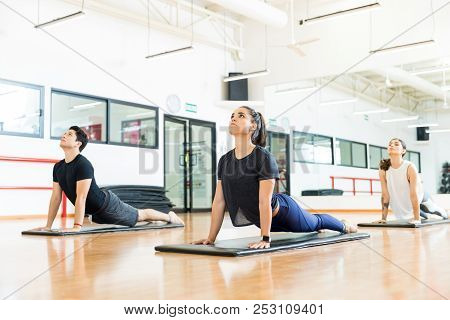Young Male And Female Clients Performing Upward Facing Dog Position On Yoga Mats In Gym