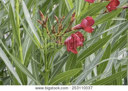 Yellow Aphids On Oleander