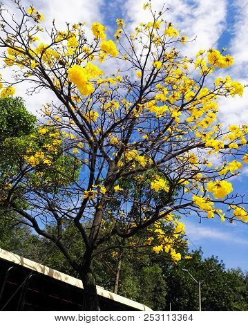 A Beautiful Specimen Of Tabebuia Chrysantha, Commonly Named Araguaney Or Yellow Ipe, Or Guayacan In 