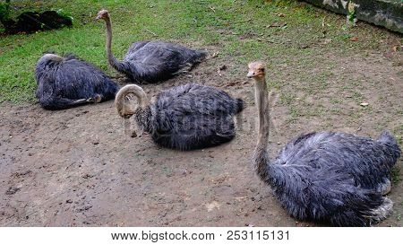 Four African Ostriches Rest After A Dense Dinner At The Zoo