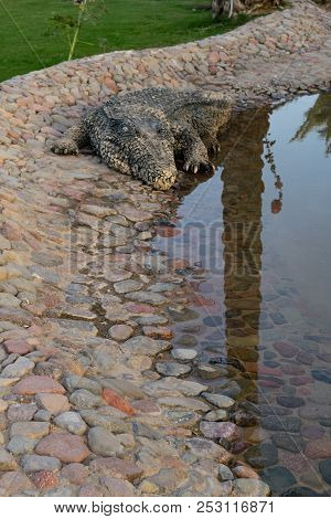 Crocodile On The Stone Floor. Nile Crocodile