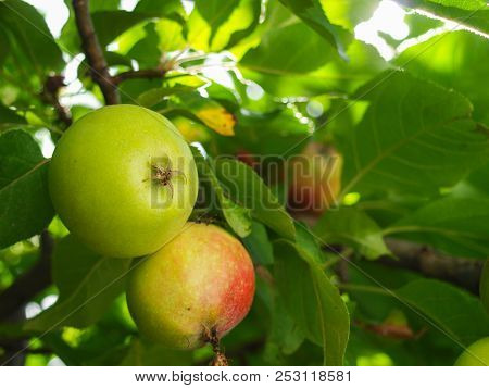 Unripe And Ripe Apple On The Tree Branch In The Summer.
