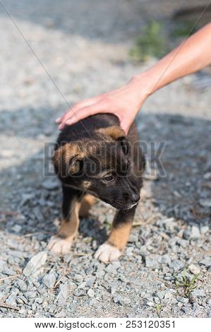 A Volonteer Is Holding A Black And Tan Homeless Puppy. Abandoned Puppy From A Shelter Hopes To Find 