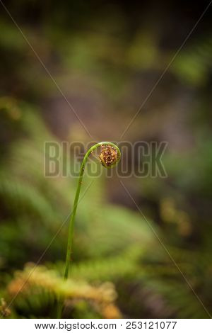 A Spiral Of A Lonely Fern On The Background Of A Beautiful Green And Yellow Bokeh
