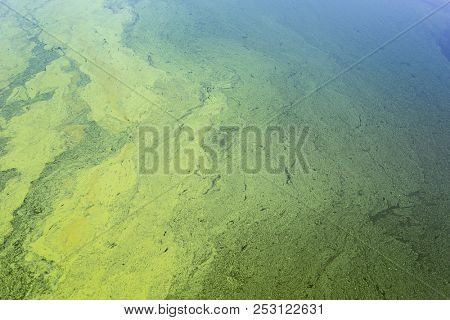 green algae with cyanobacteria on the surface of the river. flowering water as background or texture