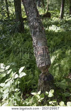 A Beaver Chew From A Sanctuary In Massachusetts.