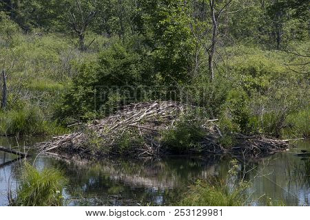 A Beaver Lodge In A Sanctuary In Massachusetts.
