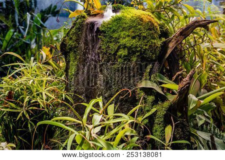 Tree Stump Overgrown With Moss In The Rainforest