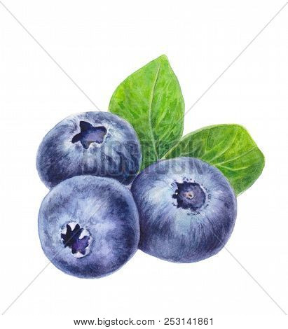 Blueberries With Leaves Isolated On White Background. Hand Drawn Blueberry. Watercolor Painting Of B